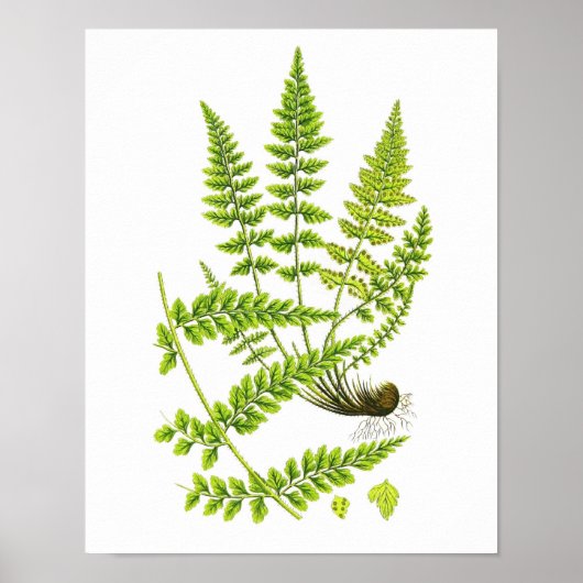 Antique Fern Print No.6 Grüne Natur Botanische Kun Poster (Vorne)