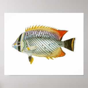 Antique Fish Print no 9 Beach House Deco Art Poster