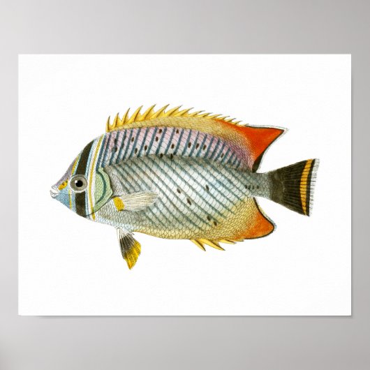 Antique Fish Print no 9 Beach House Deco Art Poster (Vorne)