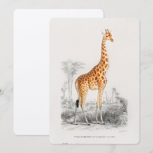 Antique Giraffe Naturgeschichte Orbigne Einladung (Vorne/Hinten)