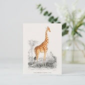Antique Giraffe Naturgeschichte Orbigne Postkarte (Stehend Vorderseite)