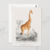 Antique Giraffe Naturgeschichte Orbigne Postkarte (Vorne/Hinten)