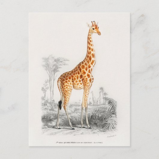 Antique Giraffe Naturgeschichte Orbigne Postkarte (Vorderseite)