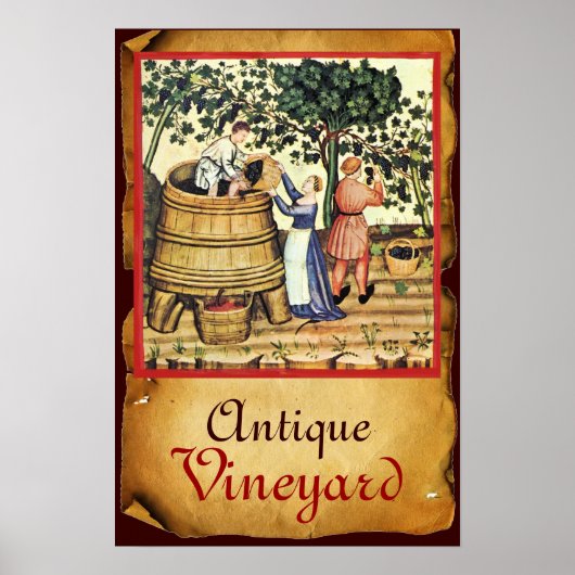 ANTIQUE GRAPE VINEYARD HARVEST PARCHMENT POSTER (Vorne)