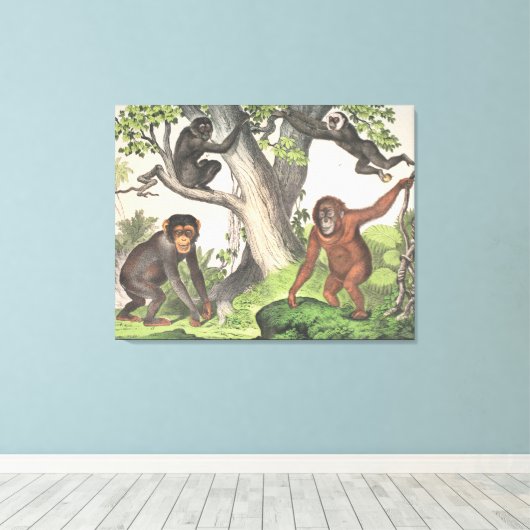 Antique Monkeys in Dschungeldrucken Leinwanddruck (Insitu (Holzboden))