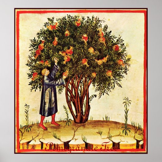 ANTIQUE POMEGRANATENBAUM POSTER (Vorne)