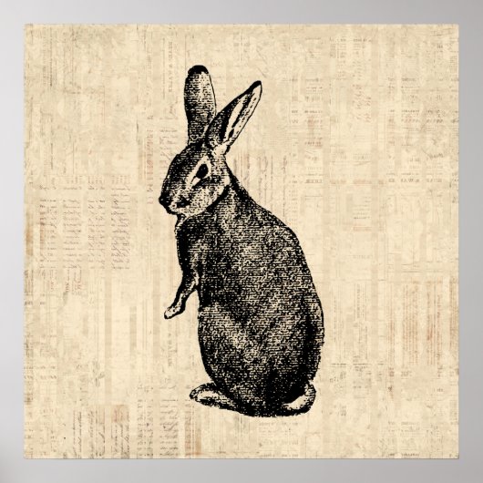 Antique Rabbit Illustration Bunny Art mit Script Poster (Vorne)