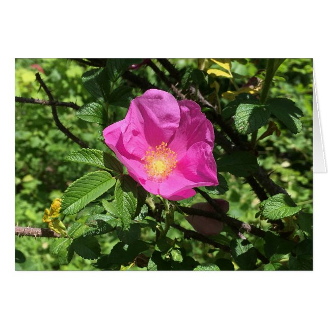 Antique Rose FARMphemera.com CARD ©dheller2018 (Vorderseite (Horizontal))