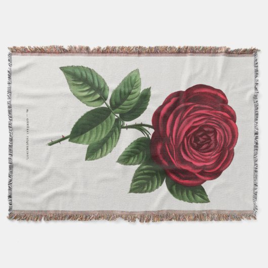 Antique Rose Lithograph, François-Frédéric Grobon Decke (Vorderseite)