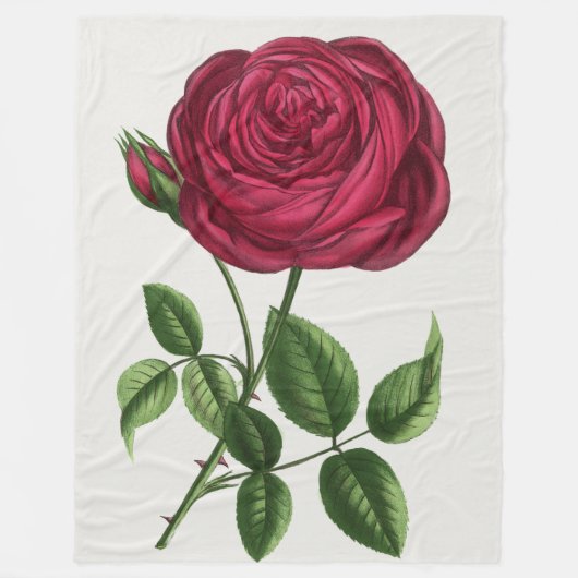 Antique Rose Lithograph, François-Frédéric Grobon Fleecedecke (Vorderseite)