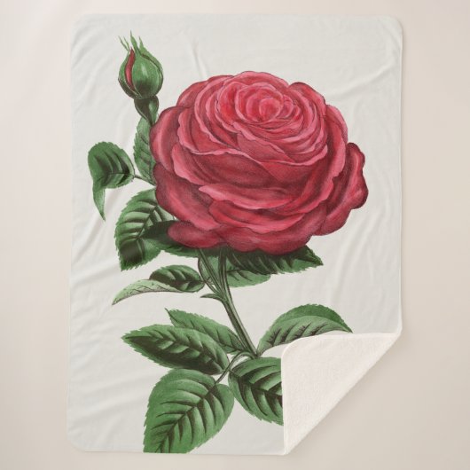Antique Rose Lithograph, François-Frédéric Grobon Sherpadecke (Vorderseite)
