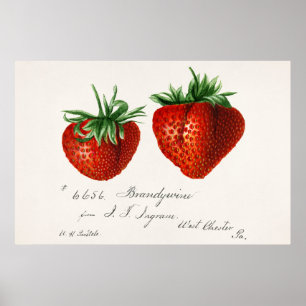 Antique Strawberries Griscom Passmor Poster