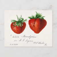 Antique Strawberries Griscom Passmor