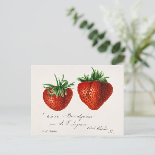 Antique Strawberries Griscom Passmor Postkarte (Stehend Vorderseite)