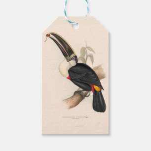Antique Toucan Bird Wildlife Painting Geschenkanhänger