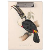 Antique Toucan Bird Wildlife Painting Klemmbrett (Vorderseite)