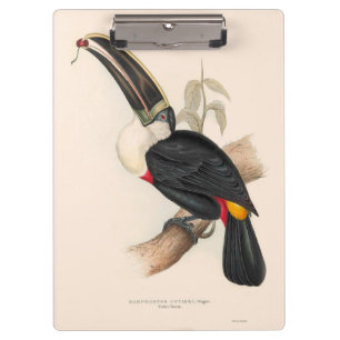 Antique Toucan Bird Wildlife Painting Klemmbrett