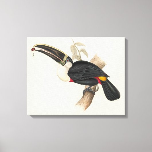 Antique Toucan Bird Wildlife Painting Leinwanddruck (Vorderseite)
