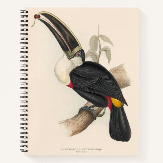 Antique Toucan Bird Wildlife Painting Notizblock (Vorderseite)
