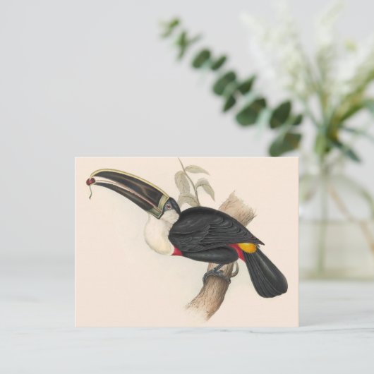 Antique Toucan Bird Wildlife Painting Postkarte (Stehend Vorderseite)