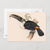 Antique Toucan Bird Wildlife Painting Postkarte (Vorne/Hinten)