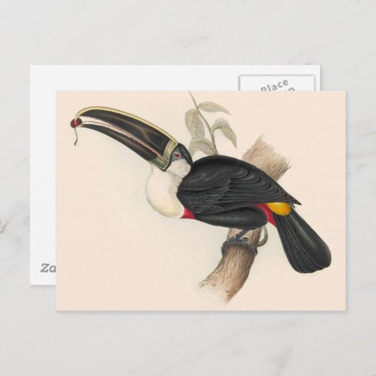 Antique Toucan Bird Wildlife Painting Postkarte (Vorne/Hinten)