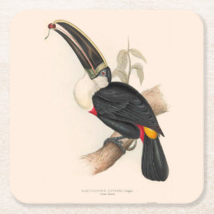 Antique Toucan Bird Wildlife Painting Rechteckiger Pappuntersetzer