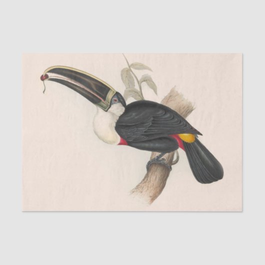 Antique Toucan Bird Wildlife Painting Seidenpapier (Vorderseite)