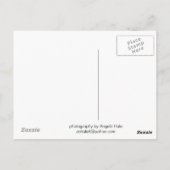 Antique Tractor Carmel Valley, CA Postcard Postkarte (Rückseite)