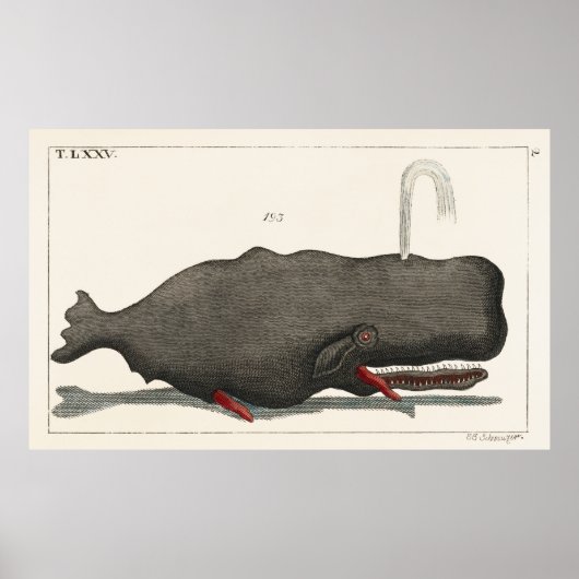 Antique Vintage Whale Woodcut Illustration Art Poster (Vorne)