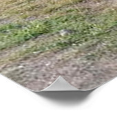 Antiquitäten-LKWs und Autos-Poster Poster (Ecke)