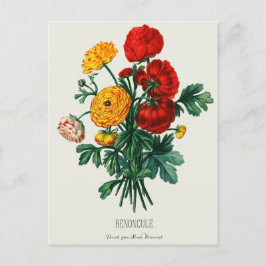 AntiquitätenBouquet, Rot-Gelb-Ranunculus-Blume Postkarte