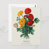 AntiquitätenBouquet, Rot-Gelb-Ranunculus-Blume Postkarte (Vorne/Hinten)