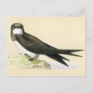 Antiquitätendruck Alpin Postkarte