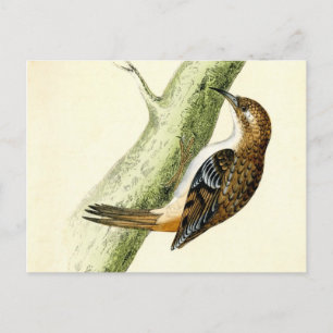 Antiquitätendruck eines Treecreeper Postkarte