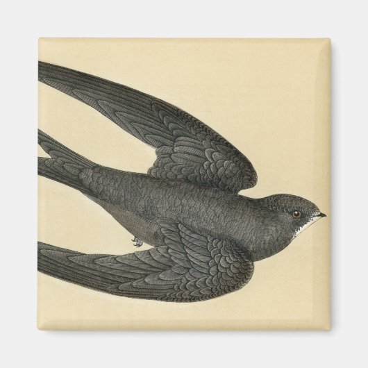 Antiquitätendruck Magnet (Vorne)