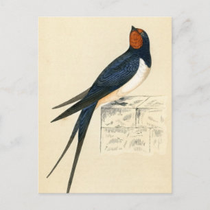 Antiquitätendruck Schlucken Postkarte