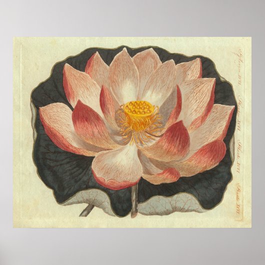 Antiquitätengravur, Lotus Blossom Poster (Vorne)