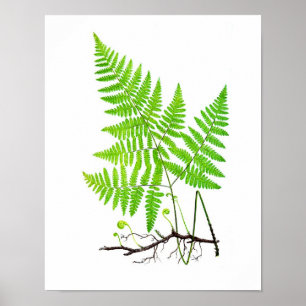 Antiquitätenheft Nr. 1 Botanische Illustration Poster