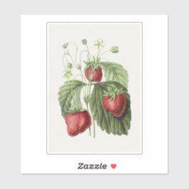 Antiquitätenillustrierung von Fraise reine des bel Aufkleber
