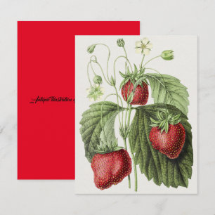 Antiquitätenillustrierung von Fraise reine des bel Mitteilungskarte