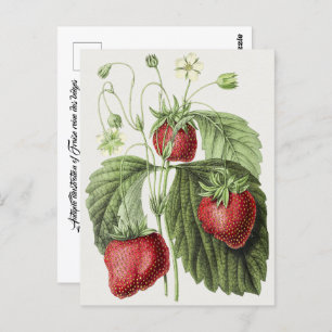 Antiquitätenillustrierung von Fraise reine des bel Postkarte