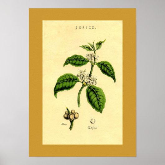 Antiquitätenkaffee Pflanze Botanische Schrift Poster (Vorne)