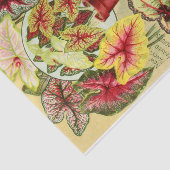 Antiquitätenkaladien und Rex Begonia Gewebe Papier (Ausschnitt)