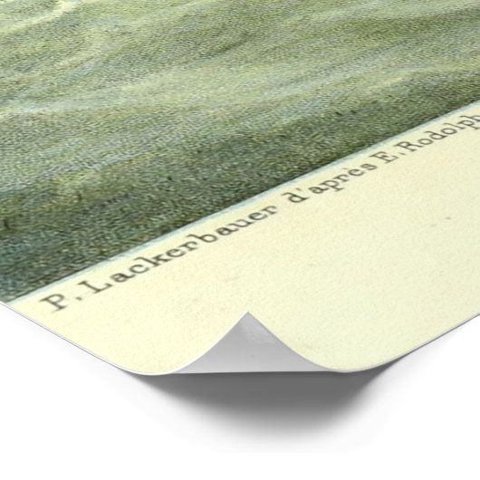 Antiquitätenschiff Capturing RiesenTintenfisch Poster (Ecke)