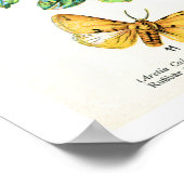 Antiquitätenschild, Schmetterlinge aus Europa: Pla Poster (Ecke)