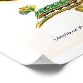 Antiquitätenschild, Schmetterlinge aus Europa: Pla Poster (Ecke)