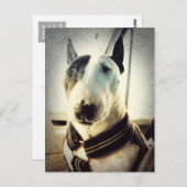 Antiquitätenstil Bull Terrier Foto Postkarte (Vorne/Hinten)