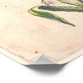 Antiquitätische Botanische Plakate Tuberosen (Ecke)
