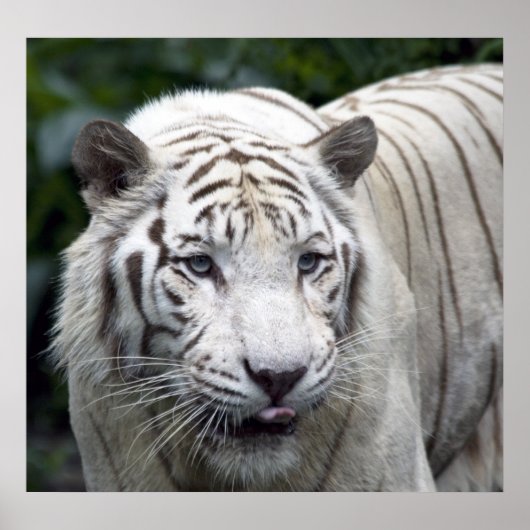 Antizipation Poster (Vorne)